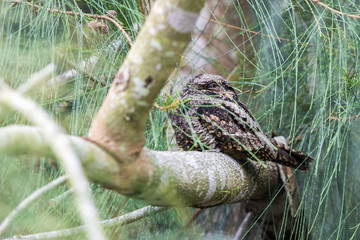 Savanna Nightjar  (Caprimulgus affinis) perching on tree at wetland of Hong Kong