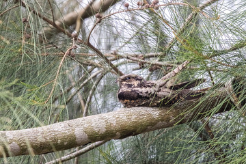 Savanna Nightjar  (Caprimulgus affinis) perching on tree at wetland of Hong Kong