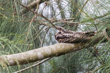 Savanna Nightjar  (Caprimulgus affinis) perching on tree at wetland of Hong Kong