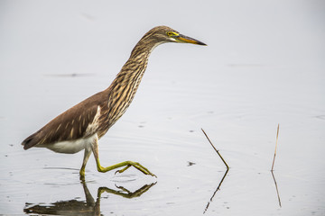 Portrait of bird - Chinese Pond Heron  (Ardeola bacchus) 