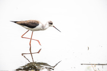 Obraz premium Portrait of bird - Black Winged Stilts (Himantopus himantopus)
