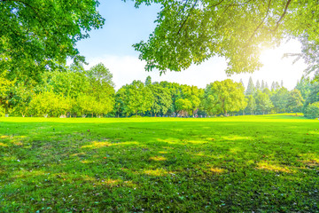 Obraz premium Grass and green woods in the park