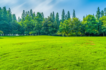 Grass and green woods in the park