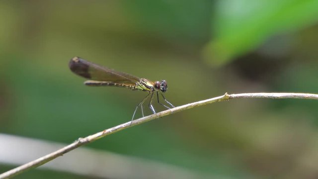 Brown dragonfly on branch in tropical rain forest.