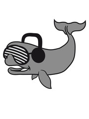 hipster cool brille musik party dj grauwal blauwal pottwal buckelwal wal meeressäuger groß riesig fisch schwimmen meer see tauchen