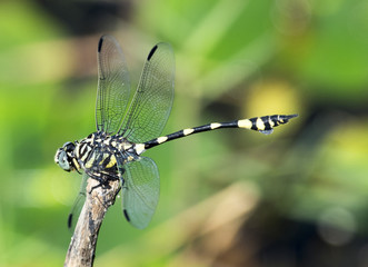 dragonfly with wings out stretched