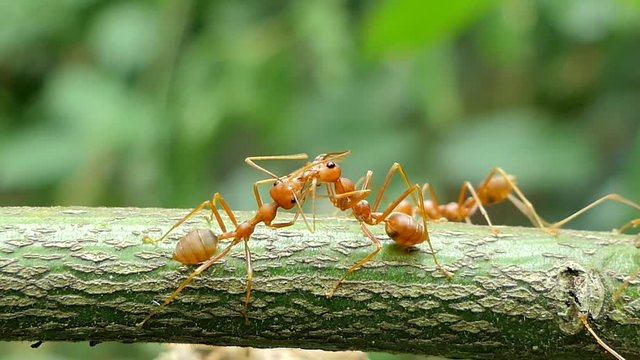 Red ant (Oecophylla smaragdina Fabricius) on branch in tropical rain forest. 
