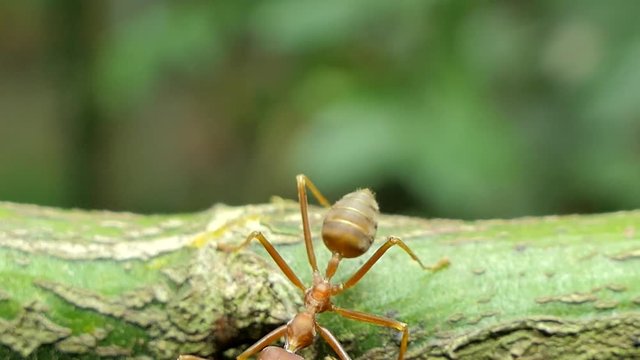 Red ant (Oecophylla smaragdina Fabricius) on branch in tropical rain forest. 