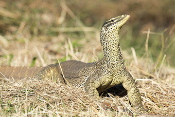  monitor lizard at Cumberland chimney Queensland, australia