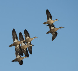  australian grey teal flock in flight.