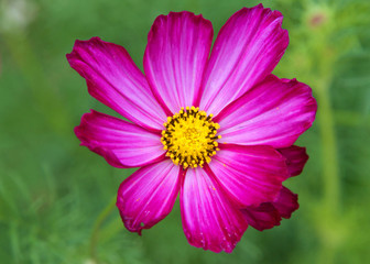 Close up on one bright magenta and yellow flower with green background. Beautiful bokeh.