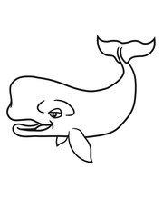 Fototapeta premium grauwal blauwal pottwal buckelwal wal meeressäuger groß riesig fisch schwimmen meer see tauchen