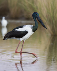 Jabiru or black necked stork at karumba, queensland, Australia.