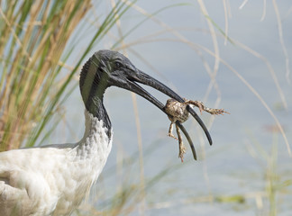 Obraz premium Ibis has a meal of a big frog in a lagoon in northern Queensland, Australia.