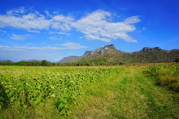 Fototapeta na wymiar Dried sunflowers field with blue sky, cloud and mountain at Khao Jeen Lae, Lopburi Province in Thailand, space for your text, Many tourists visit here