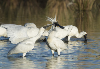 Royal spoonbill  with chick trying tto feed.