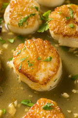 Panned Seared Scallops in Broth