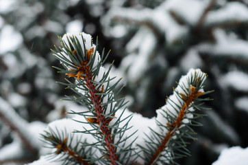 Naklejka na ściany i meble Fir tree needles with thick snow
