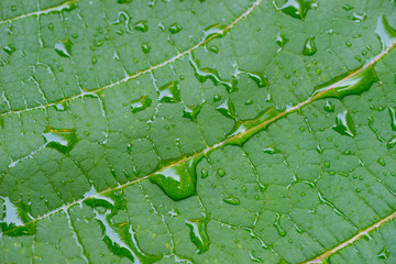 water drops on leaf macro