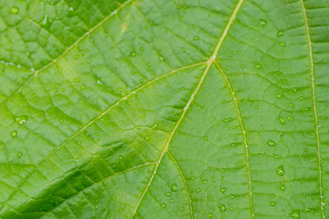 water drops on leaf macro