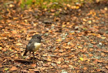 Cute little South Island robin