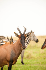 Portrait shots of antelope, wildebeest, kudu, impala, gazelle, hartebeest in Africa