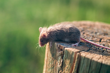 Brown mouse exploring tree stump mid summer
