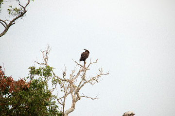 A very fierce looking hawk in Africa