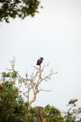 A very fierce looking hawk in Africa