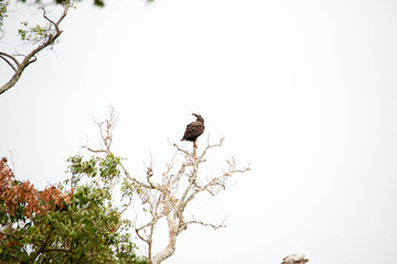 A very fierce looking hawk in Africa