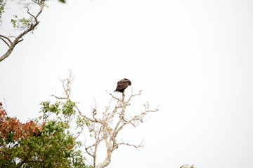 A very fierce looking hawk in Africa