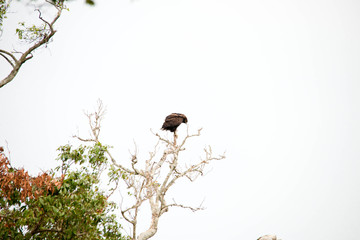 A very fierce looking hawk in Africa
