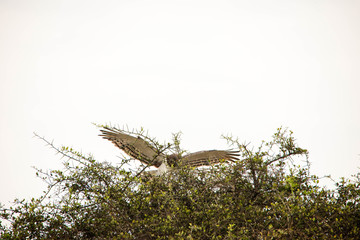A very fierce looking hawk in Africa