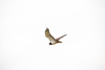 A very fierce looking hawk in Africa