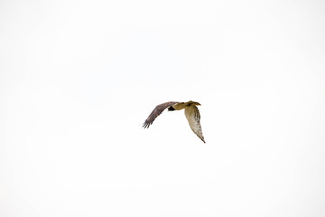 A very fierce looking hawk in Africa