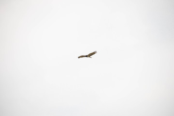 A very fierce looking hawk in Africa