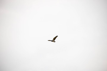 A very fierce looking hawk in Africa