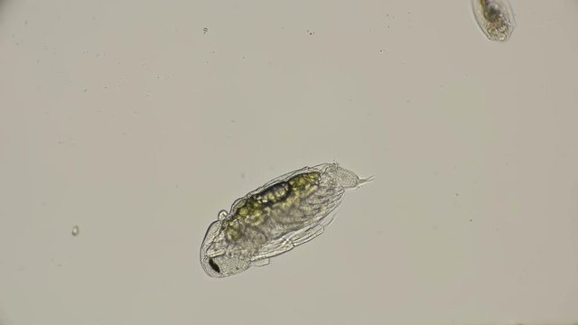 nauplios daphnia Cladocera Sida crystallina, just born, under a microscope