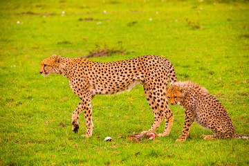 Portrait shots of cheetahs and cubs playing and lounging in Africa