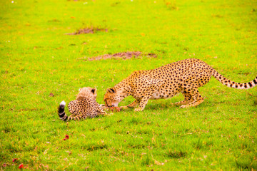 Portrait shots of cheetahs and cubs playing and lounging in Africa