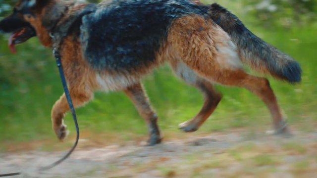 Slow motion clip of westpointer and German Sheperd while running on a field.
