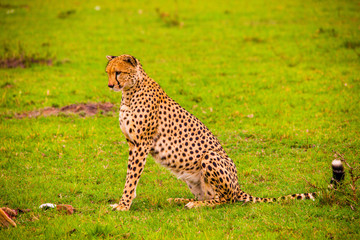Portrait shots of cheetahs and cubs playing and lounging in Africa