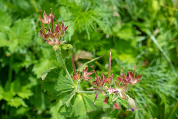 千畳敷カール　コマクサ