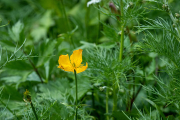 Obraz premium 千畳敷カール キバナノコマノツメ