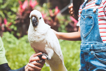 Cute asian child girl touching feather of beautiful macaw parrot in the zoo © pingpao