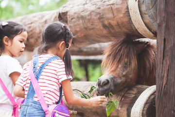 Cute asian child girl feeding a horse in the farm with happiness