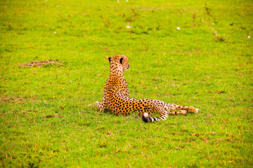 Portrait shots of cheetahs and cubs playing and lounging in Africa