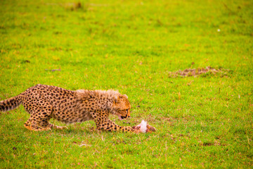 Portrait shots of cheetahs and cubs playing and lounging in Africa
