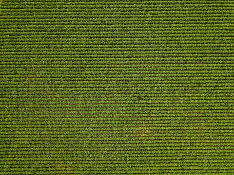Top view of Sugarcane field