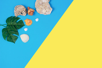 Green tropical palm leaf with shell on blue and yellow background